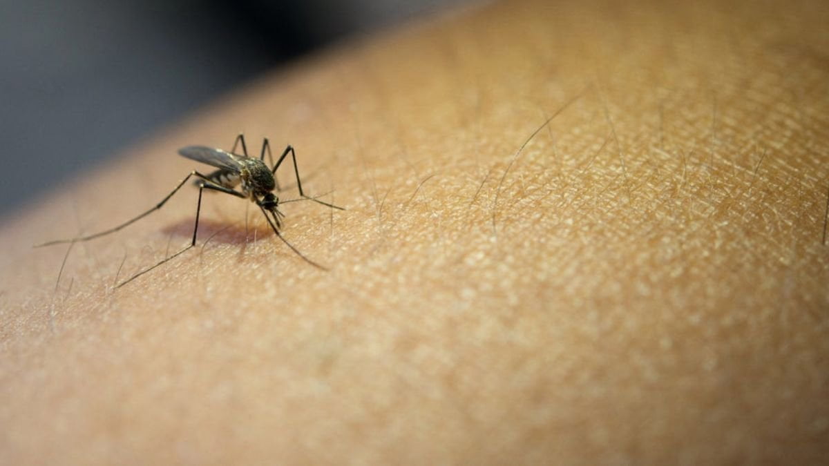 Hairfall And Dengue: Understanding the Connection and Solutions